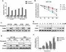 Protein Tyrosine Kinases Protein Tyrosine Kinases 25 26 The higher the number of " " is, the more potent the inhibitor or activator is.