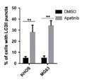 Protein Tyrosine Kinases Protein Tyrosine Kinases 27 28 A10679 A10699 A10703 A10773 OSI-930 Pazopanib HCl (GW786034) PD173074 RAF265 (CHIR-265) A12437 A12693 A13111 A13234 SU 5416 (Semaxinib)