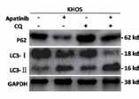 "" refers to compounds which do Inhibitor Name FLT3 Other AMG 925 IC50: 1 nm CDK4,CDK1 A10774 A10880 A10893 Raf265 derivative Sunitinib Malate Taxifolin A10903 Telatinib (BAY 57-9352) A10963