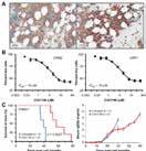 8 nm-18 nm Verteporfin YAP/TEAD interaction A10324 DMXAA (ASA404, Vadimezan) A10654 NPI-2358 (Plinabulin) A12658 Verteporfin A14352 Oxi 4503 Angiogenesis Cell Rep. 2014 Sep 25; 8(6): 1668 1676.