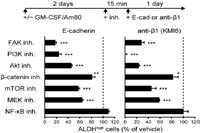Available package size: 5,25,50,100mg ALW-II-41-27 is a novel Eph receptor tyrosine kinase inhibitor.