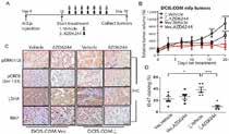 . Saracatinib purchased from Adooq PF-04554878 purchased from Adooq PF-04554878 is a novel FAK kinase inhibitor that decreases growth and induces apoptosis in pancreatic neuroendocrine tumor cells.