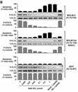 43 Cell Cycle Cell Cycle 44 A11129 Dinaciclib (SCH 727965) A14427 Palbociclib A10452 HMN-214 A15178 Narciclasine A11154 BMS-265246 A10673 ON-01910 A15225 ROCK inhibitor A11164 A11167 PHA-767491 SCH