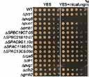 47 DNA Damage DNA Damage 48 A12773 A12890 A13285 A14199 A14212 A14230 A14252 A14268 A14301 A14304 A14306 A14378 A14440 A15447 A15533 A15790 A15898 A15978 A16114 A16194 A16203 A16208 Bleomycin