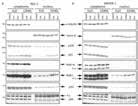 71 TGF-β / Smad TGF-β / Smad 72 The higher the number of " " is, the more potent the inhibitor or activator is.