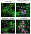 79 Proteases Microbiology 80 The higher the number of " " is, the more potent the inhibitor or activator is.