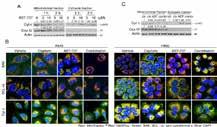 Available package size: 5,10,25mg A14401 BRD4770 A15388 UNC 0224 Bcl-2 Family Apoptosis A15450 SGC 707 A15487 UNC0642 A15544 EPZ011989 A15549 GSK503 A15807 XY1 A15813 LLY-507 A15870 HLCL-61 A15908