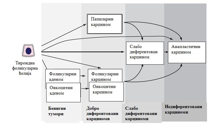 Слика 1: Малигна трансформација фоликуларне епителне ћелије штитасте жлезде.