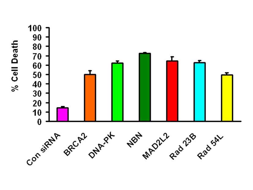 Supplemental Figure 2. sirna-mediated radiation sensitization. LNCaP cells were seeded in 6-well plates at 2x10 5 cells per well.