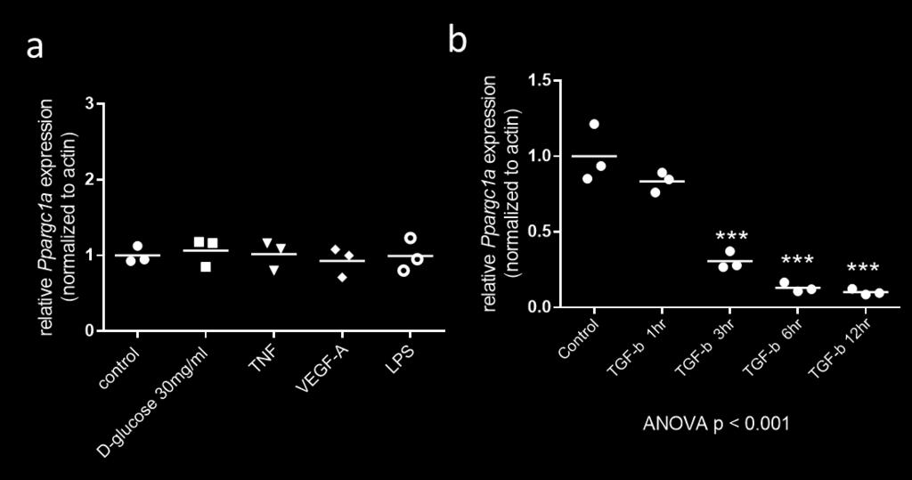 Increasing the level of Peroxisome Proliferator-Activated Receptor Gamma Coactivator 1 α in podocytes results in collapsing glomerulopathy Supplement Figure 1.