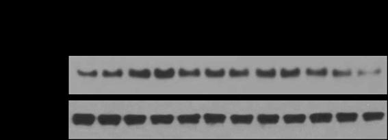 Supplement Figure 5.