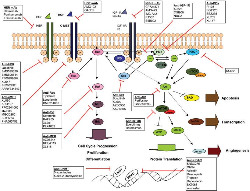 Citoplazmos receptoriai ir signalo perdavimas RAS-RAF-ERK inhibitoriai PKC inhibitoriai MEK inhibitoriai PI3K-AKT-mTOR grandinės inhibitoriai Kombinuoti PK