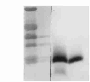 6 : g P. p astoris 897 F ig. 5 B ioactivity assay of P. p astoris2derived h r IGF2g g Samp le, Standard F ig.