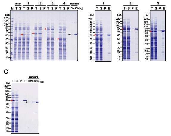 Supplementary Figure 6. SDS-PAGE patterns of human proteins expressed in the wheat germ cell-free system.