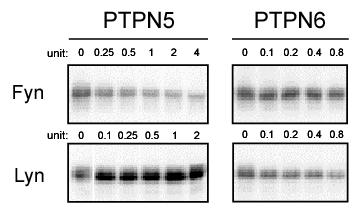 Supplementary Figure 9. In vitro protein phosphatases harbor the substrate specificity.