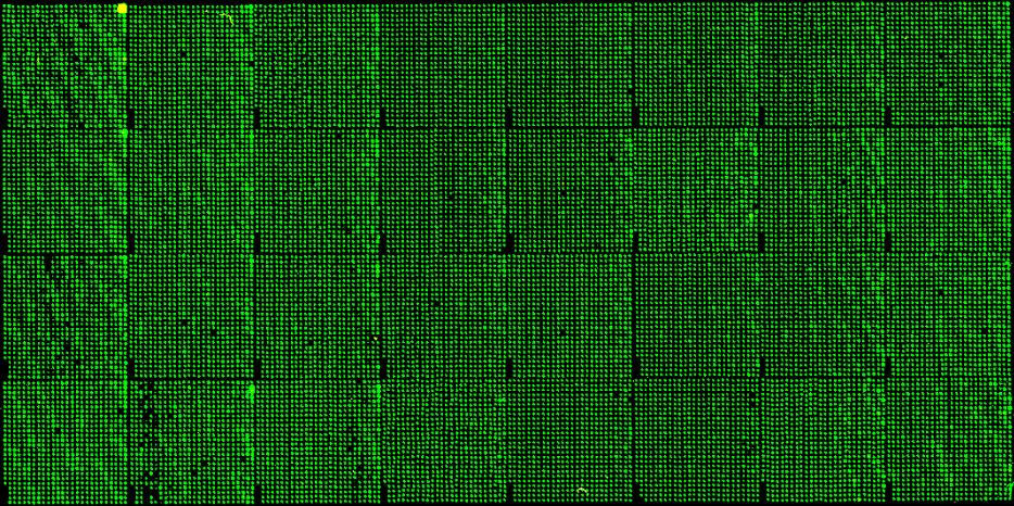 Supplementary Figure 11. Representative pictures of an entire protein microarray.