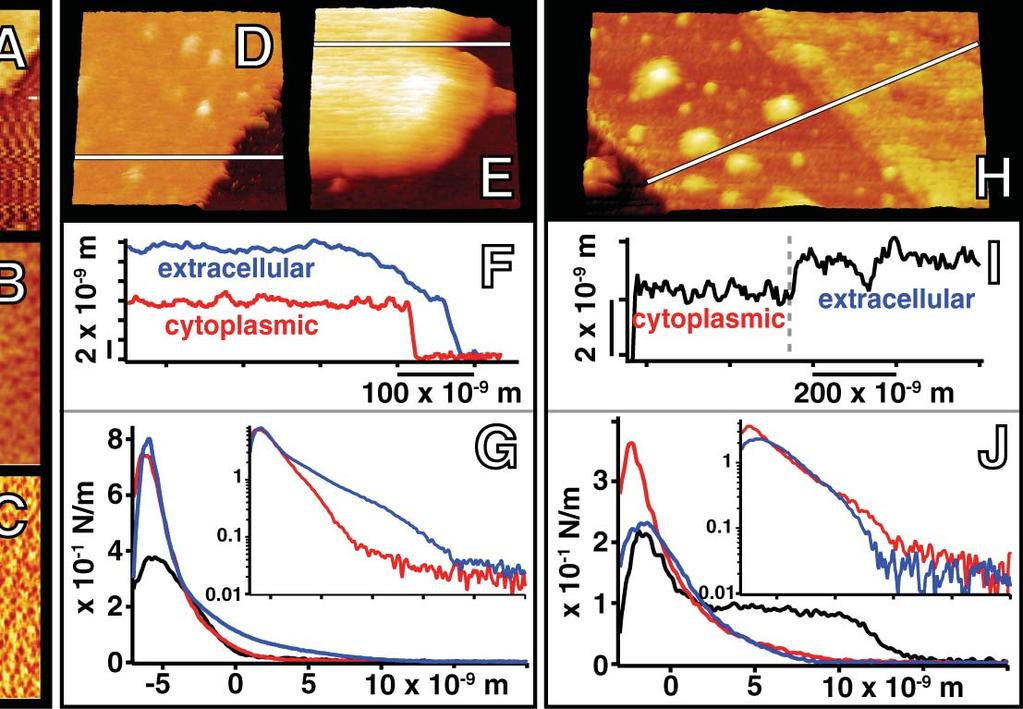Biointerfaces at the