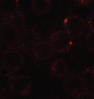 Cell