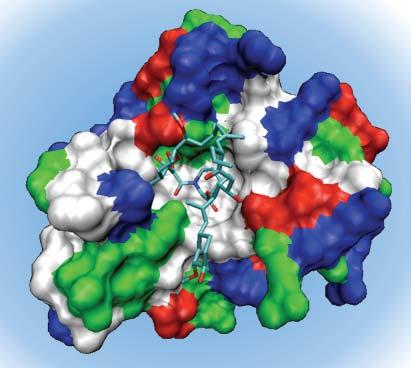 Interfaces at the nanoscale Trypsin + + How are interfaces at the nanoscale?