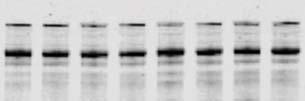 Figure 7 A Conc.
