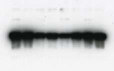 Figure 1 Donor 1 2 3 4 5 6 7 8 9 1 11 12