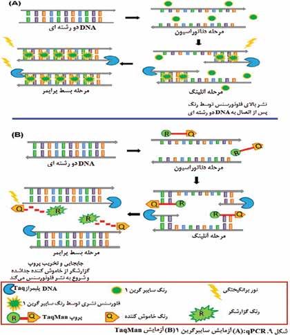 qpcr حساسیت تعیین پیشرفت واکنش در زمان واقعی سرعت آنالیز و سنجش دقیق مواد مورد آزمون در نمونه است.