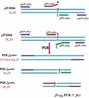 )Degenerate دژنره) PCR PCR واریانتی از PCR است که پرایمرهای دژنره را جهت تکثیر توالی ناشناخته پیوسته به توالی DNA شناختهشده به کار می گیرد.