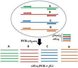 در این PCR پلیمراز Taq مهندسیشده و مینی پرایمر با طول 10 نوکلئوتید استفاده شده است.