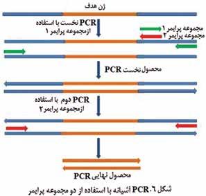 Xu و همکاران نقش PCR مینی پرایمر را با استفاده از تیتانیوم پلیمراز Taq و پرایمرهای کوتاه برای ژنوتایپینگ )تعیین ژنوتیپ( زیرگونه پانتوآ استوارتی ای ارزیابی کردند که عامل سببی فساد باکتریایی استوارت در