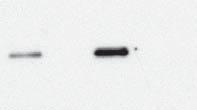 total 250 kda 250 kda 50 kda E8261 (rabbit polyclonal prab10) MJFF-total