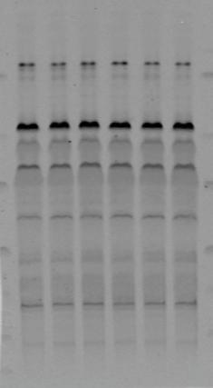 A MOUSE TISSUES (LRRK2 R1441C, 10 mg/kg MLi-2) LUNG