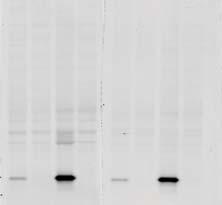 A Relative prab10 signal 2.5 2.0 1.5 1.0 0.5 0.