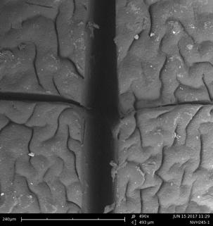 PU-65-50 Figure S2: Scanning electron microscope