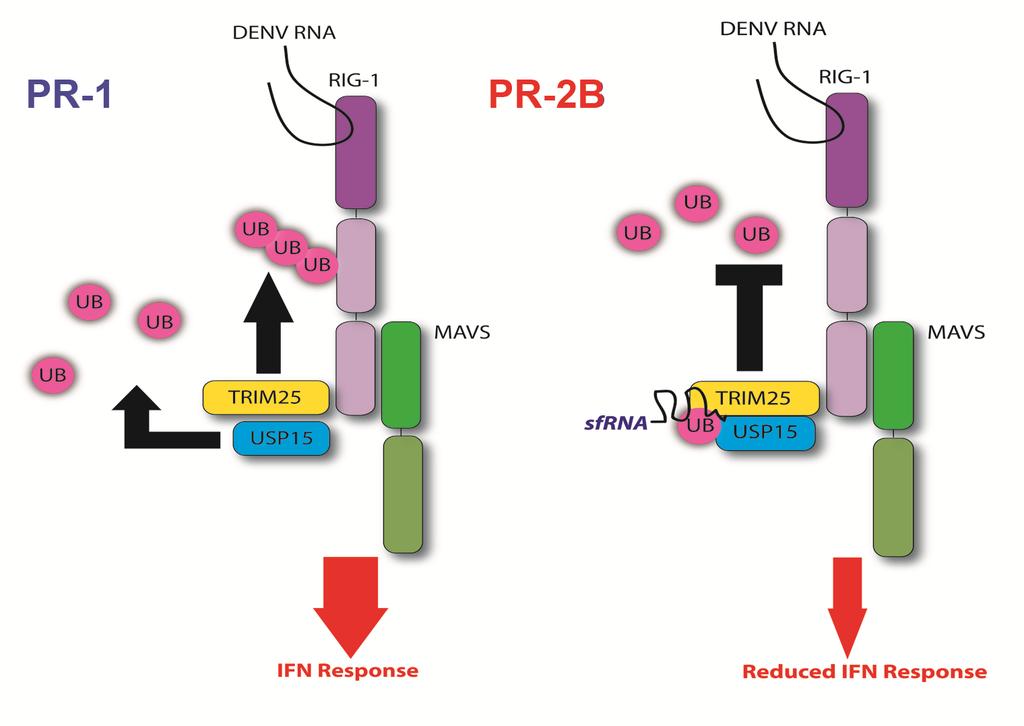 Fig. S13.