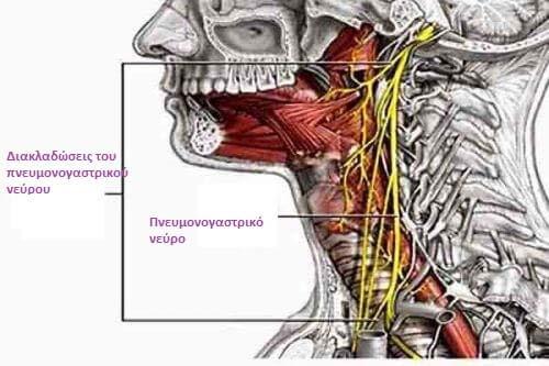 Το vago είναι το 10 Ο κρανιακό νεύρο «πνευμονογαστρικό».