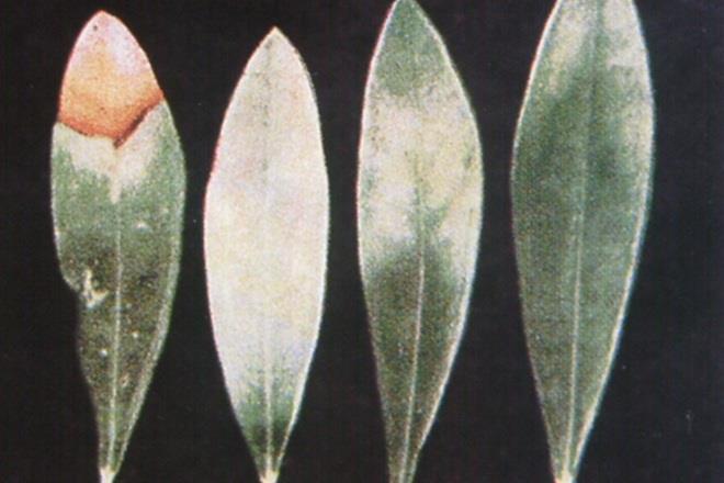 Εικόνα 3: Τροφοπενία Καλίου σε Φύλλα Ελιάς Το Ασβέστιο είναι απαραίτητο στοιχείο για τις διεργασίες αύξησης και ανάπτυξης της καλλιέργειας της ελιάς, συμμετέχοντας στην αύξηση της διαίρεσης των