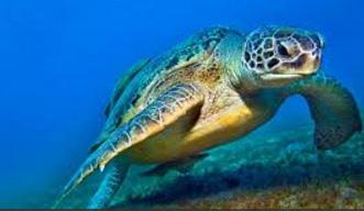 Η περίπτωση της Caretta- Caretta στον Κόλπο της Κυπαρισσίας (2016) ΑΙΤΙΑΣΕΙΣ ΠΟΥ ΕΓΙΝΑΝ ΔΕΚΤΕΣ ΑΠΟ ΤΟ ΔΙΚΑΣΤΗΡΙΟ: 1.