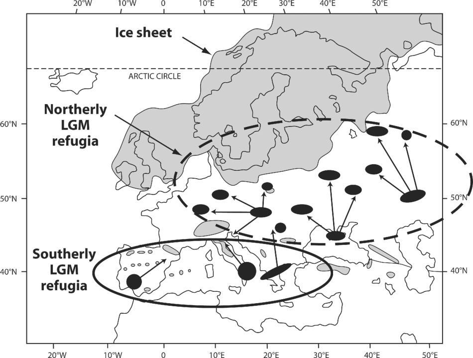 Η Ροδόπη και η ευρύτερη περιοχή έχει λειτουργήσει επιπλέον ως καταφύγιο κατά τις παγετώδεις περιόδους (Magri et al. 2006, Magri 2008, Birks & Willis 2008, Hatziskakis et al.