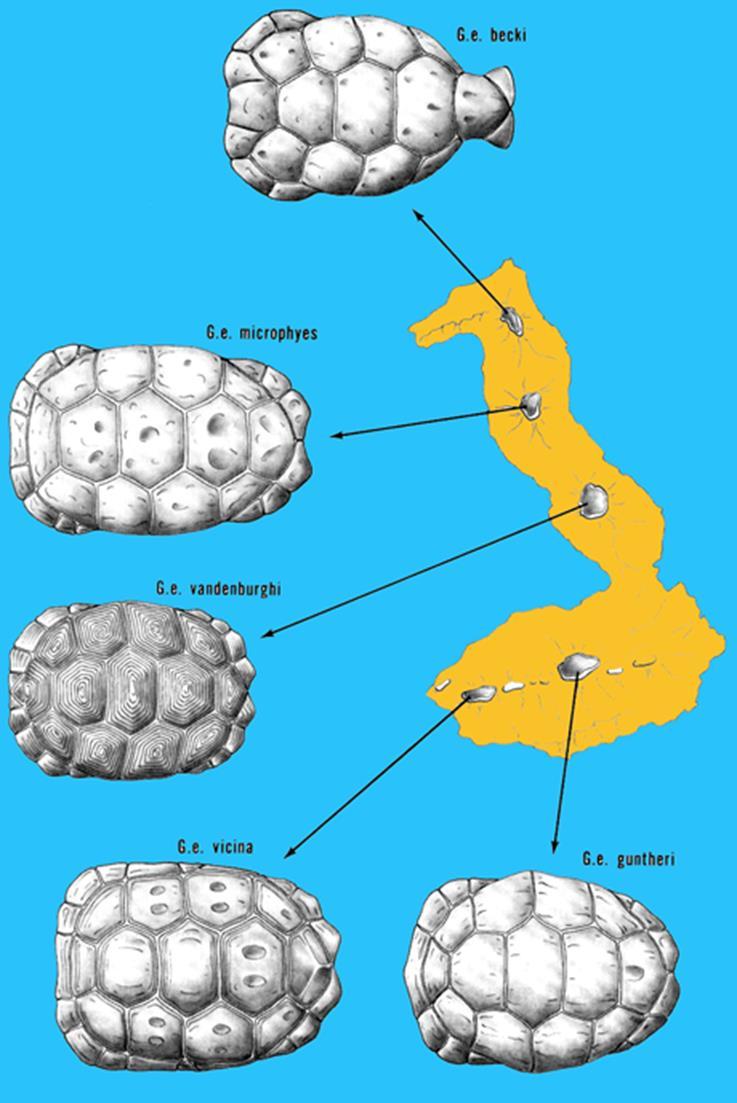 Προσαρμοστική διασπορά (adaptive radiation) Εξάπλωση πληθυσμών ή ειδών σε νέα περιβάλλοντα με εξελικτική απόκλιση λόγω προσαρμογής Προκαλείται από Πολλά διαφορετικά