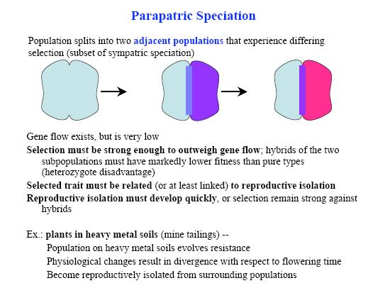 Παραπάτρια ειδογένεση Ένας πληθυσμός διαιρείται σε δύο παρακείμενους πληθυσμούς, οι οποίοι υπόκεινται σε διαφορετικές δυνάμεις επιλογής Γονιδιακή ροή συμβαίνει αλλά σε πολύ μικρό βαθμό Η επιλογή