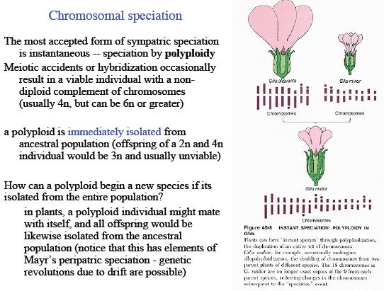 Χρωμοσωμική ειδογένεση Ο πιο αποδεκτός τύπος συμπάτριας ειδογένεσης είναι η αυτόματη ειδογένεση μέσω πολυπλοειδίας Μειωτικά σφάλματα μπορεί να οδηγήσουν σε βιώσιμα άτομα με πολυπλοειδές γονιδίωμα