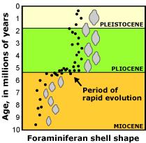 Απότομη ειδογένεση στα foraminiferans Τα foraminiferans