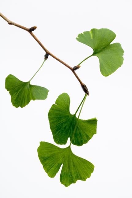 Ginkgo biloba