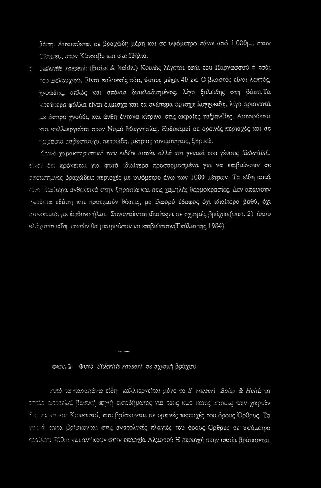 τα κατώτερα φύλλα είναι έμμισχα και τα ανώτερα άμισχα λογχοειδή, λίγο πριονωτά με άσπρο χνούδι, και άνθη έντονα κίτρινα στις ακραίες ταξιανθίες. Αυτοφύεται και καλλιεργείται στον Νομό Μαγνησίας.