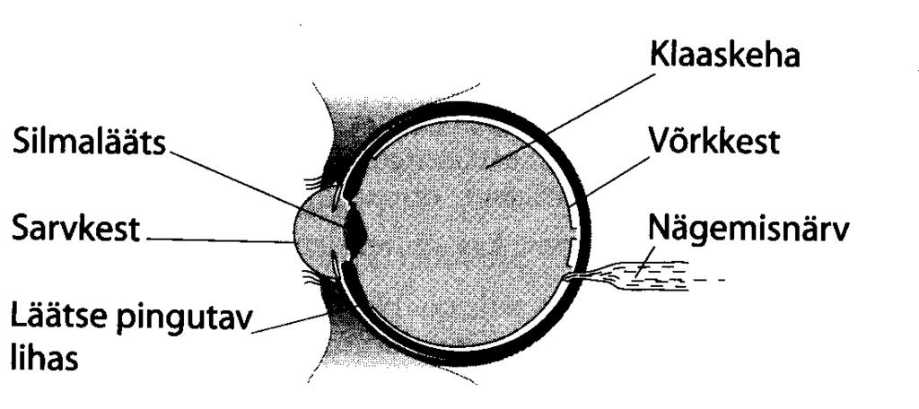 Siit saame, et CA = CF + FA ehk r = f +f, millest r = 2f. See tähendab, et nõguspeegli fookuskaugus on võrdne poolega selle kõverusraadiusest. 4.