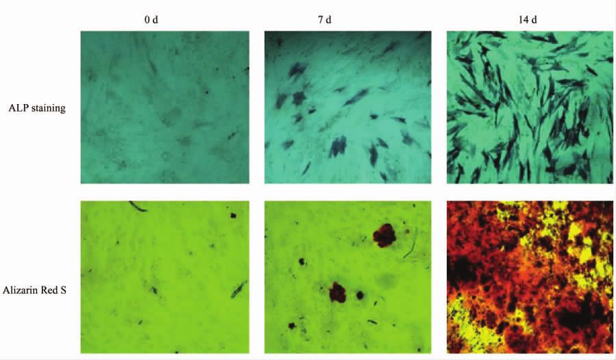 mineralization detection after treating with osteogenic medium 10 nmol / L dexamethasone 50 μg / ml ascorbic acid and 10 mmol / L β-glycerophosphate for 7 days and 14 days