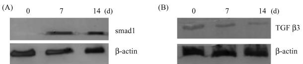 6 micrornas 545 TGFβ3 smad1 β- Fig 5 Fig 4 Comparison of RT-qPCR and microarray on the microrna expression level of ligament fibroblast treated with osteogenic medium for 7 days and 14 days The