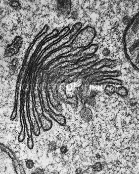 cilul de la Bacillus subtilis B. flagelul de la Giardia sp. C. blefaroplastul de la Tripanosoma sp D. centrozomul de la Anabaena sp. 21.