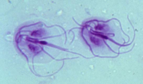 În imagine este ilustrată: A. conjugarea la bacterii B. schimbul de macronuclei la procariote C.