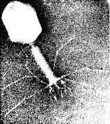 30. Identificați ce reprezintă imaginea și ce structuri indică săgețile: A. bacteriofag; 1 capsida polizaharidică; 2 - coadă; 3 - fibre B.